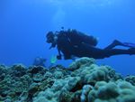 Hawaii Scuba divng 76