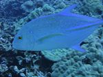 Hawaii Scuba divng 77