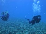 Hawaii Scuba divng 81