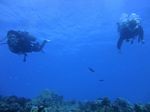 Oahu Scuba 16