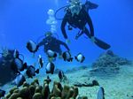 Hawaii Scuba divng 20