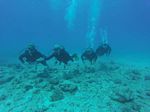 Hawaii Scuba divng 56