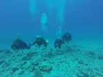 Hawaii Scuba divng 57