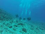 Hawaii Scuba divng 60