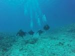 Hawaii Scuba divng 62