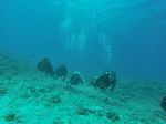 Hawaii Scuba divng 64