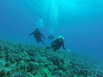 Hawaii Scuba divng 77