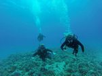 Hawaii Scuba divng 79