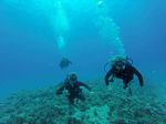 Hawaii Scuba divng 81