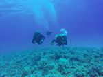 Hawaii Scuba divng 83