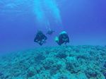 Hawaii Scuba divng 84