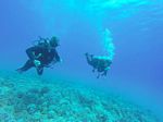 Hawaii Scuba divng 86