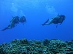 Hawaii Scuba divng 35