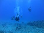 Hawaii Scuba divng 41