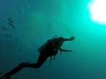 Hawaii Scuba divng 68