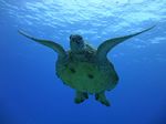 Hawaii Scuba divng 17