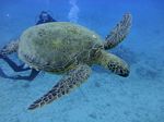 Hawaii Scuba divng 19