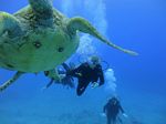 Hawaii Scuba divng 20