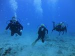 Hawaii Scuba divng 22