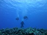 Hawaii Scuba divng 25