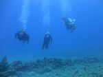 Hawaii Scuba divng 29