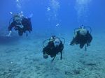 Hawaii Scuba divng 47