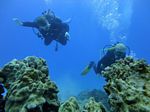 Hawaii Scuba divng 53