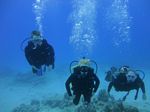 Hawaii Scuba divng 56