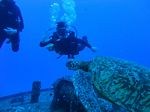 Hawaii Scuba divng 17