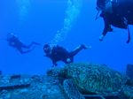 Hawaii Scuba divng 18