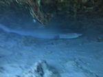 Hawaii Scuba divng 41