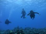 Hawaii Scuba divng 47