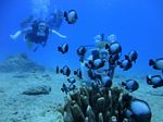Honolulu scuba 18