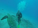 Hawaii Scuba divng 10