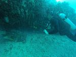 Hawaii Scuba divng 21