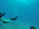 Hawaii Scuba divng 84