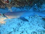 Oahu scuba 23