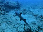 Oahu scuba 33