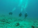 Hawaii Scuba divng 24