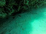 Hawaii Scuba divng 29
