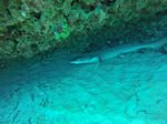 Hawaii Scuba divng 31