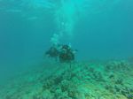 Hawaii Scuba divng 37