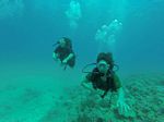 Hawaii Scuba divng 43