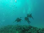 Hawaii Scuba divng 56