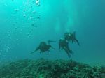 Hawaii Scuba divng 56