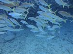 Hawaii Scuba divng 34