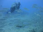 Hawaii Scuba divng 36