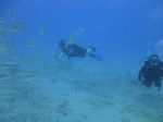 Hawaii Scuba divng 38