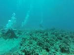 Hawaii Scuba divng 16