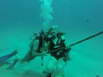 Hawaii Scuba divng 44